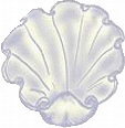 Muschel 2
